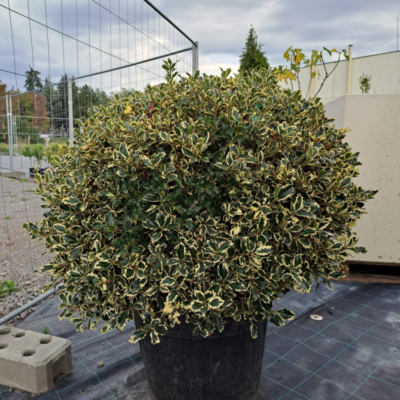 Cezmína ostrolistá ´Variegatum Ball ´