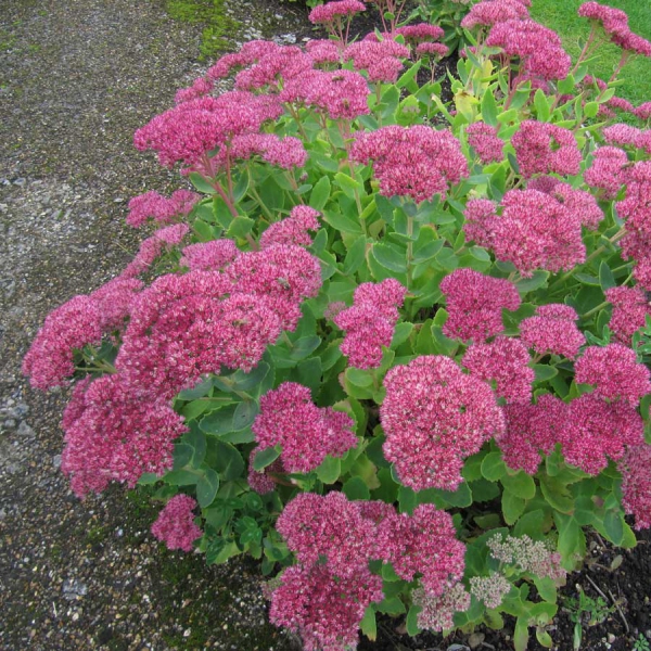 Rozchodník nádherný "Brilliant"