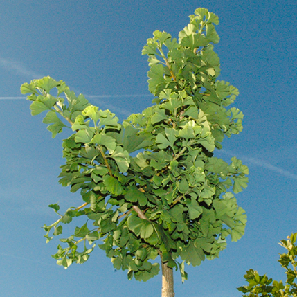 Ginko ´Mariken´ na kmienku