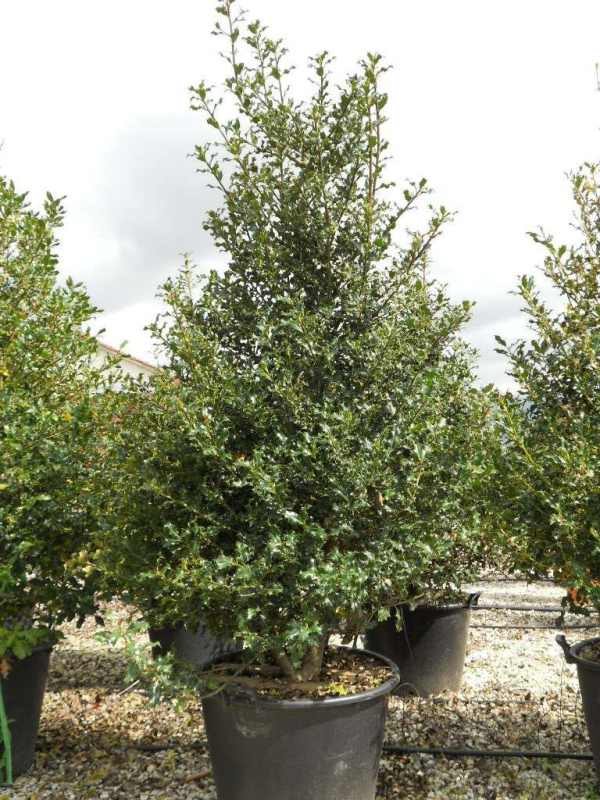 Cezmína ostrolistá