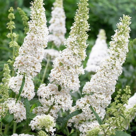 Budleja davidii ’White Profusion´