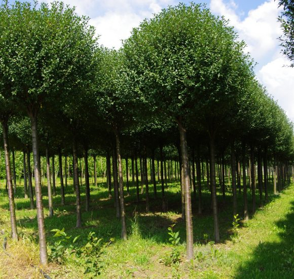 Čerešňa krovitá ´Umbraculifera´ na kmienku 180cm