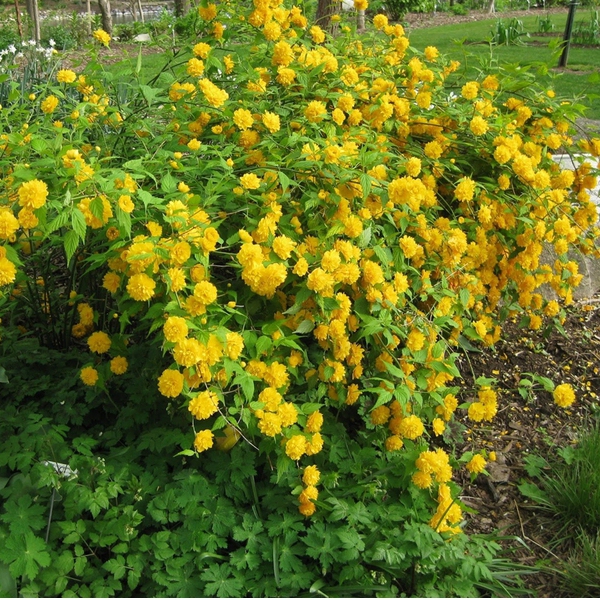 Kéria japonská ´Pleniflora´