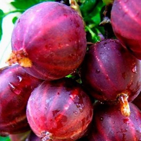 Egreš červený ´Spinefree´ KER