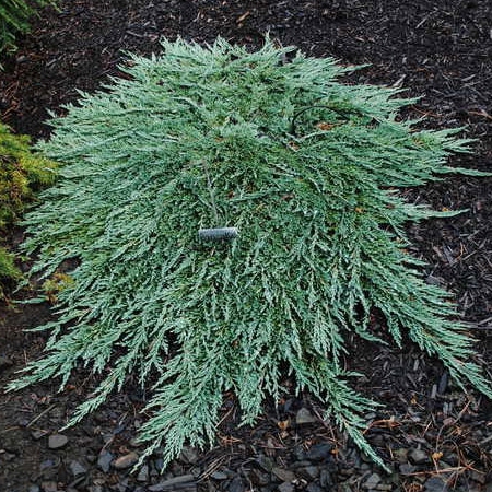 Borievka rozprestretá ´Pancake´