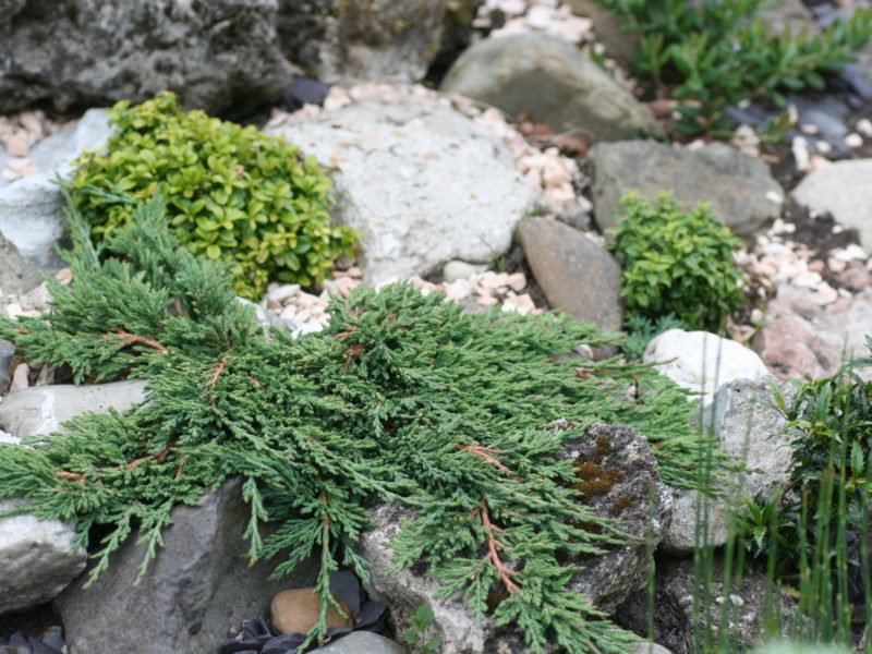 Borievka rozprestretá ´Pancake´