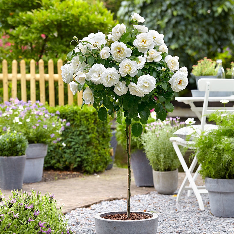 Ruža stromčeková ´Helenka´