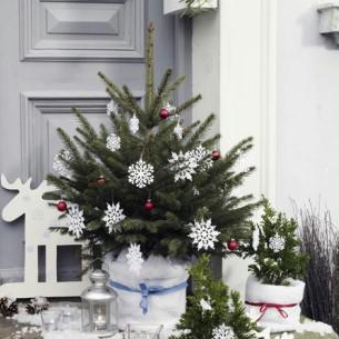 Smrek pichľavý 80/100 cm, kont.