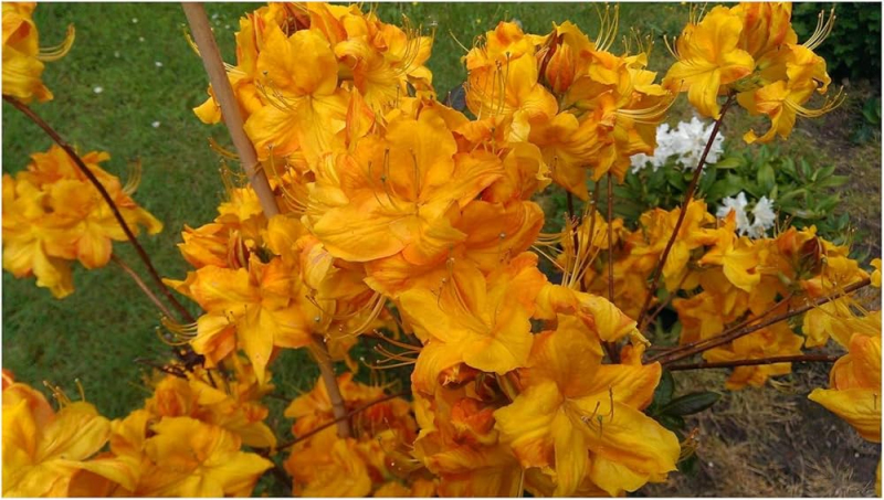 Azalka veľkokvetá ´Klondyke´