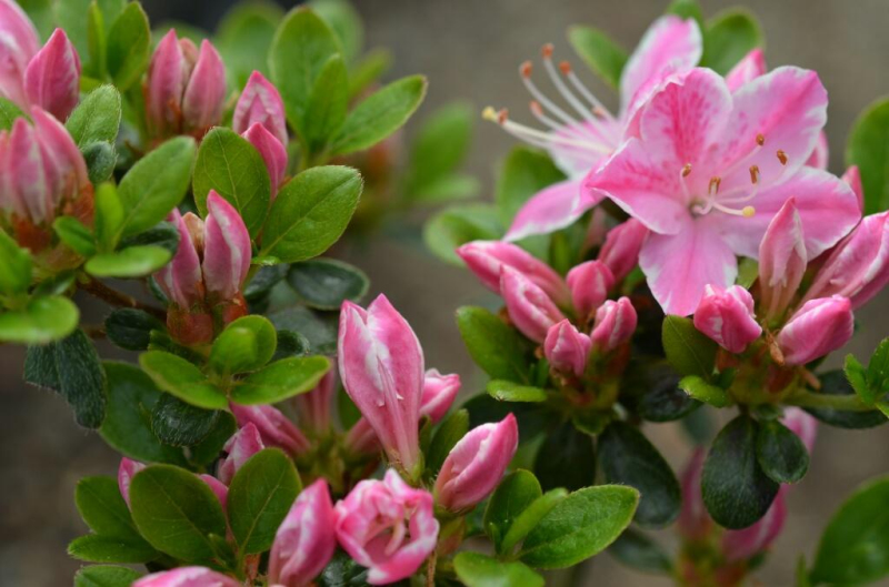 Azalka japonská ´Kermesina rose´