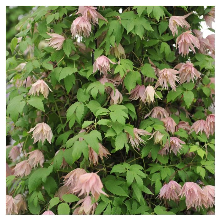 Plamienok  ’Pink Swing’