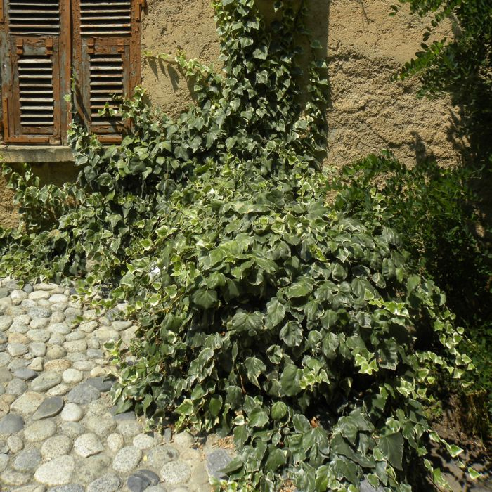 Brečtan alžírsky ´Gloire de Marengo´