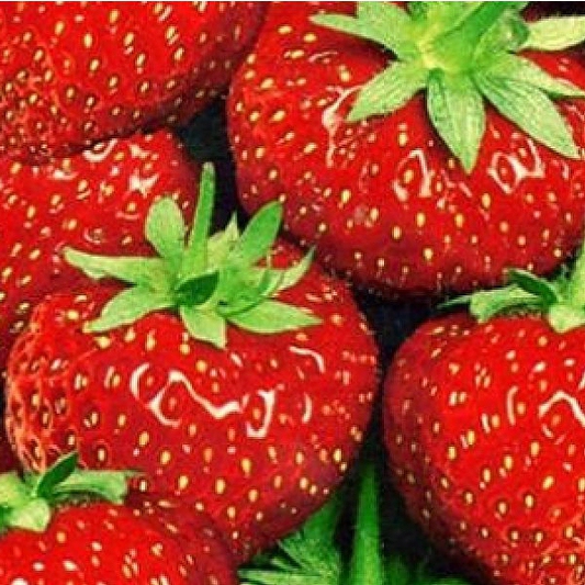 Jahoda ’Senga Sengana’ stredne skorá odroda