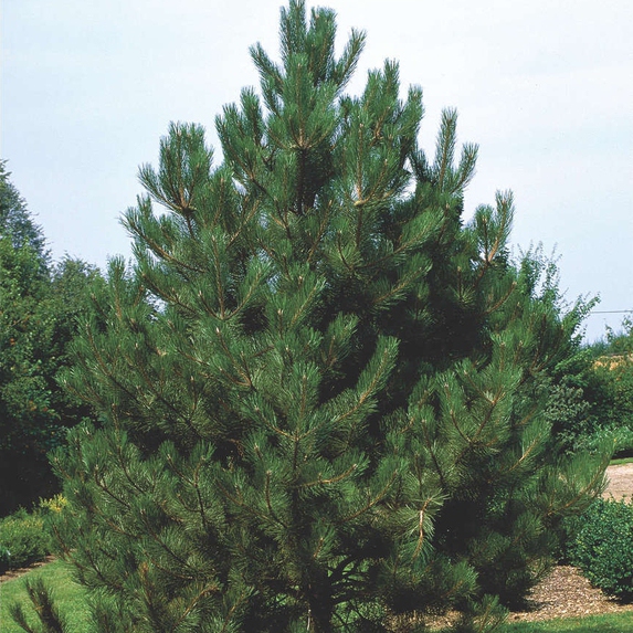 Borovica čierna (Pinus nigra)