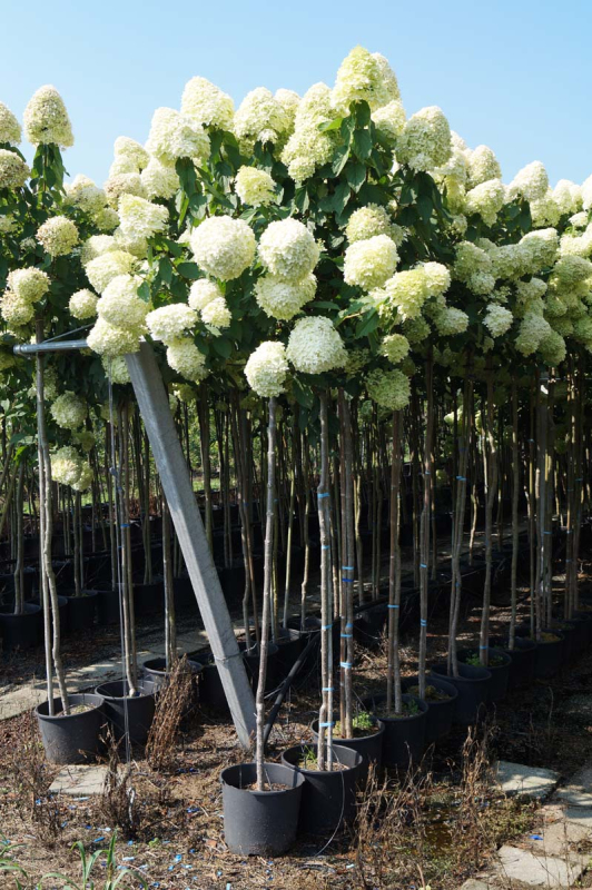 Hortenzia metlinatá ´Limelight´ na kmienku