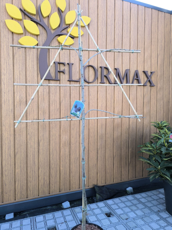 Čerešňa tvarovaná ´Schneiders Späte Knorpelkirsche´ - Špalliera