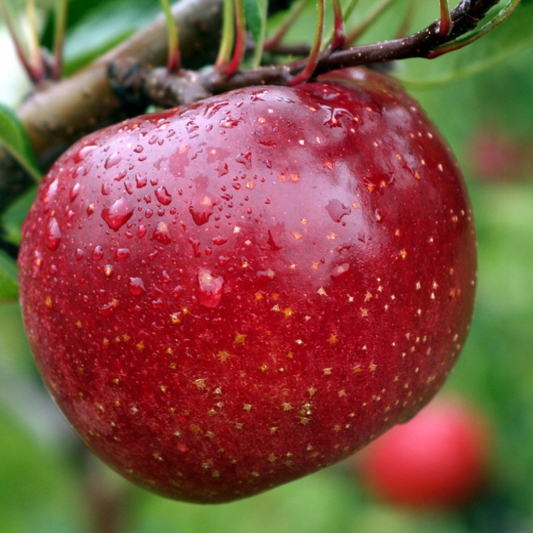 Jabloň tvarovaná ´James Grieve´ - Špalliera