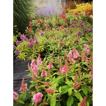 Budleja davidii ’Little Pink´ zakrslá