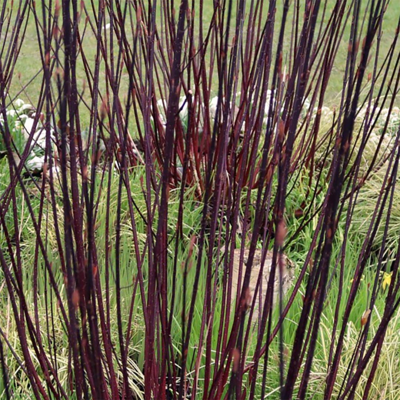 Svíb biely ´Kesselringii´