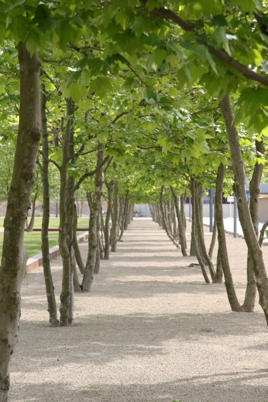 Zelkova ostrolistá  (Zelkova serrata) viackmenná