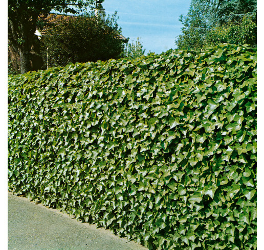 Brečtan popínavý Stena 180x120cm