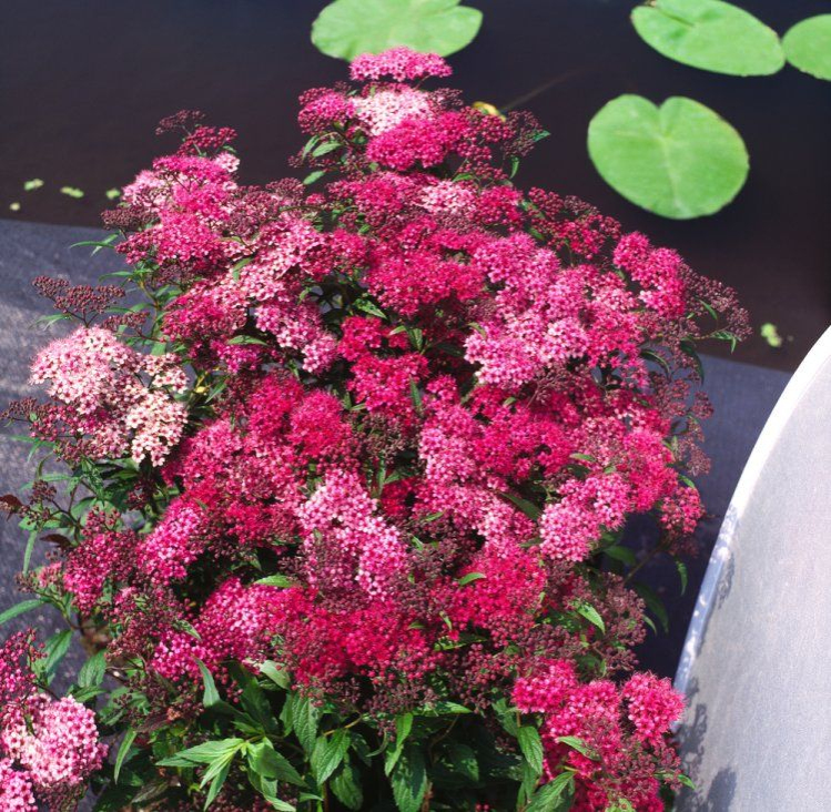 Tavoľník japonský ´ Dart´s Red´