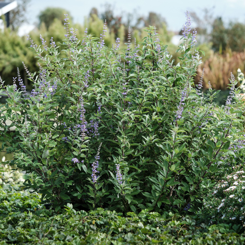 Vitex ’Magical Summertime Blues’