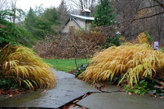 Rákosovka japonská ´Beni Kaze´