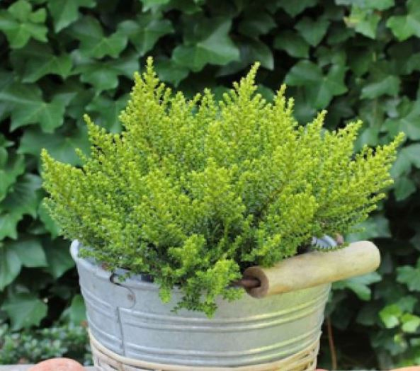 Hebe ´Golden Nugget´