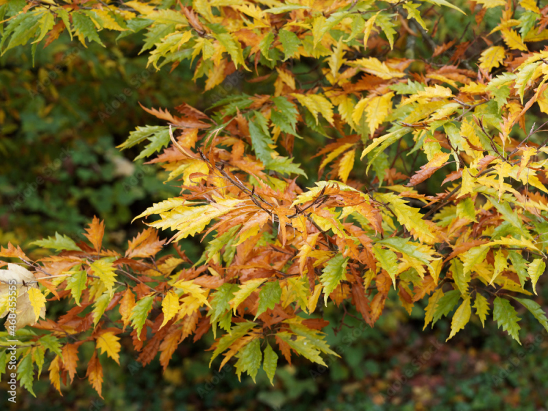 Buk lesný ’Asplenifolia’