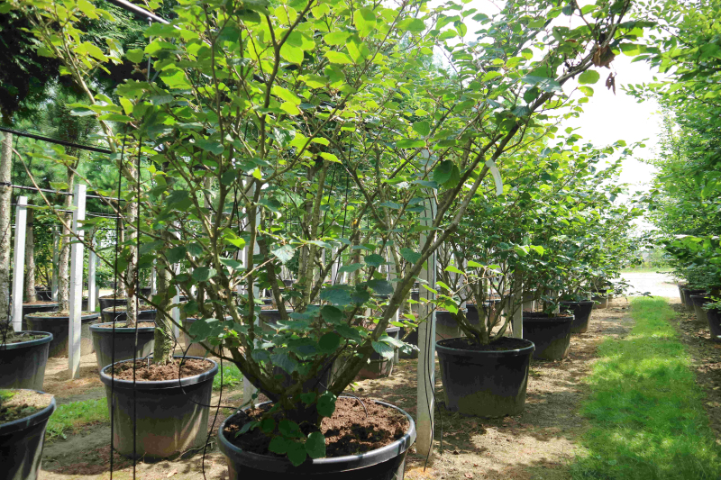 Hamamel prostredný ’Pallida’