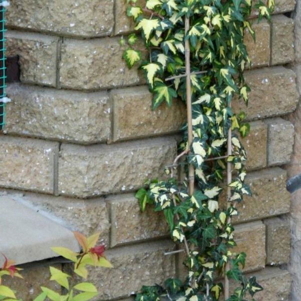 Brečtan popínavý ´Goldheart´