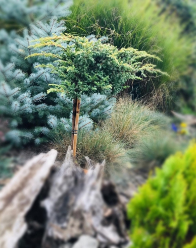 Borievka ´Golden Shade´ na kmienku