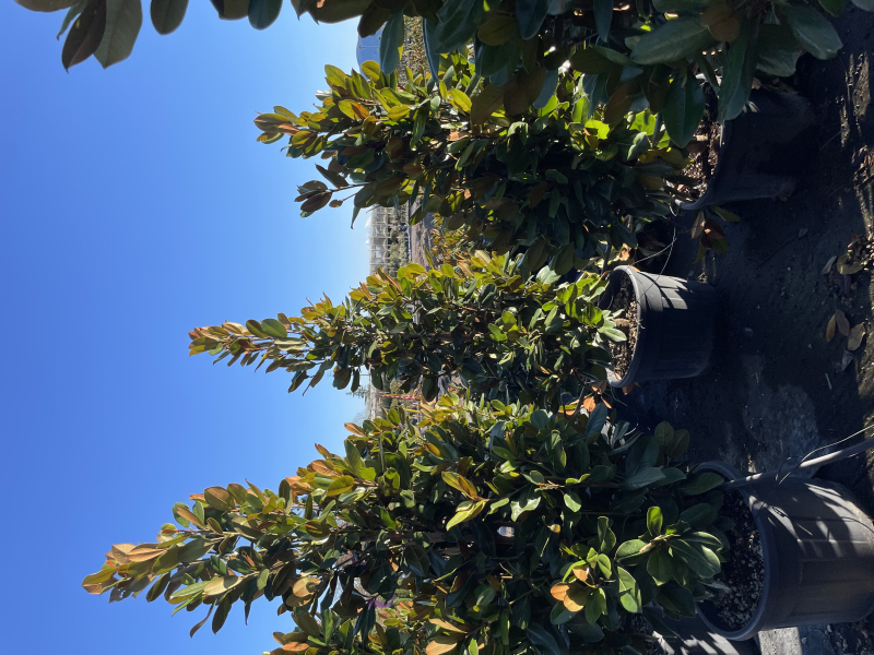 Magnólia veľkokvetá  Francois Treyve 200 - 250cm