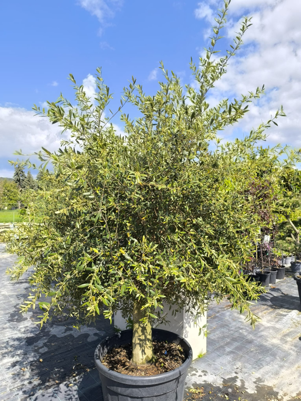 Olivovník európsky na kmienku