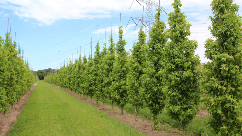 Ambrovník ´Slender Silhouette´ 200 - 250cm