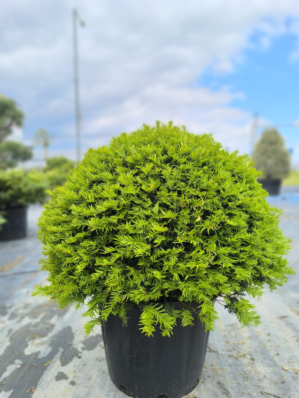 Tis obyčajný Ball - v tvare gule