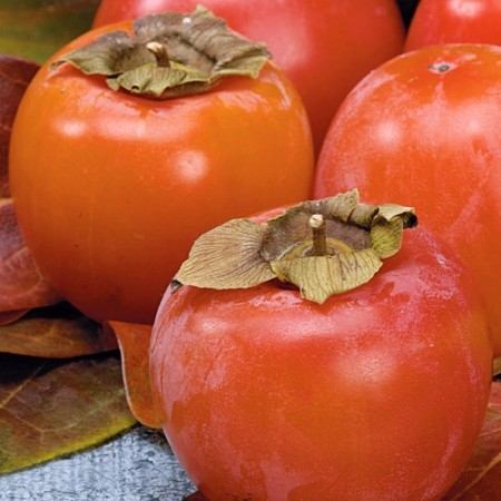 Hurmikaki ´Ragno´ na kmienku