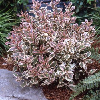 Vajgelia florida "Monet"