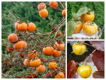 Hurmikaki ´Tipo´ na kmienku 18l