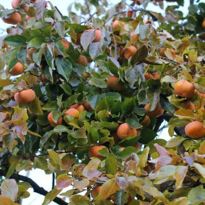 Hurmikaki ´Hanafujio´ na kmienku