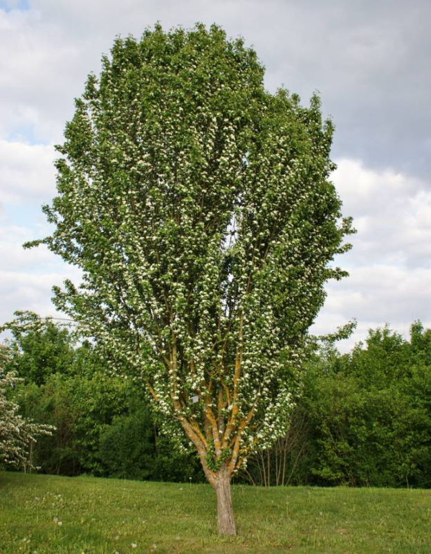 Hloh jednosemenný ´Stricta´