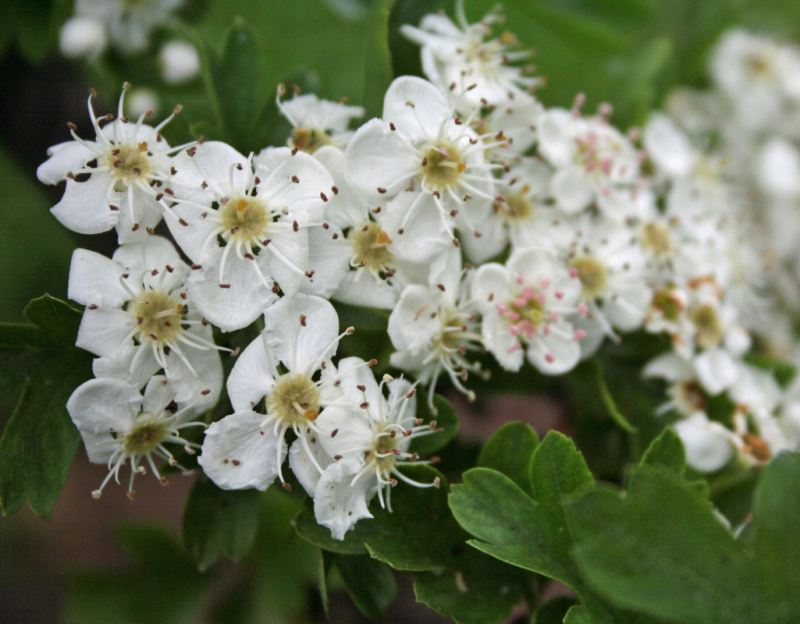 Hloh jednosemenný ´Stricta´