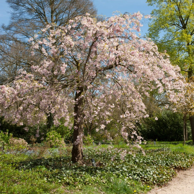 Višňa okrasná ´Pendula Rubra´ (Sakura)
