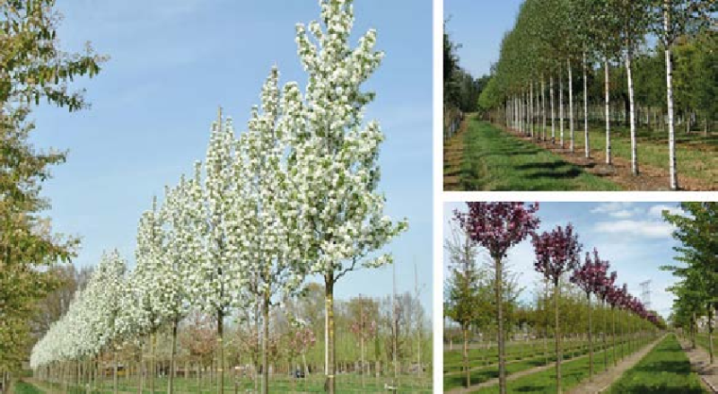 Jabloň okrasná ´Street Parade´