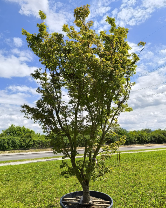 Javor dlaňovitolistý "Orange Dream"