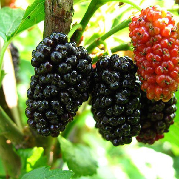 Moruša previslá, voľnok.