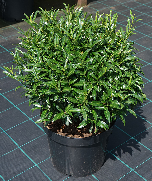 Vavrínovec lekársky ´Sofia´