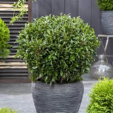 Vavrínovec lekársky ´Sofia´