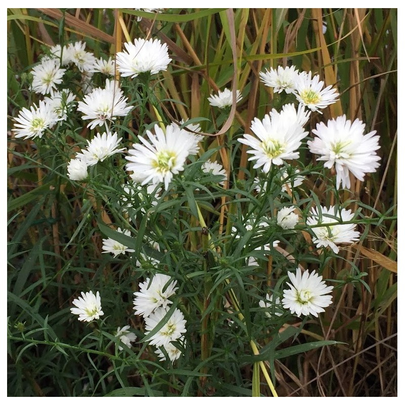 Astra ’Monte Cassino’